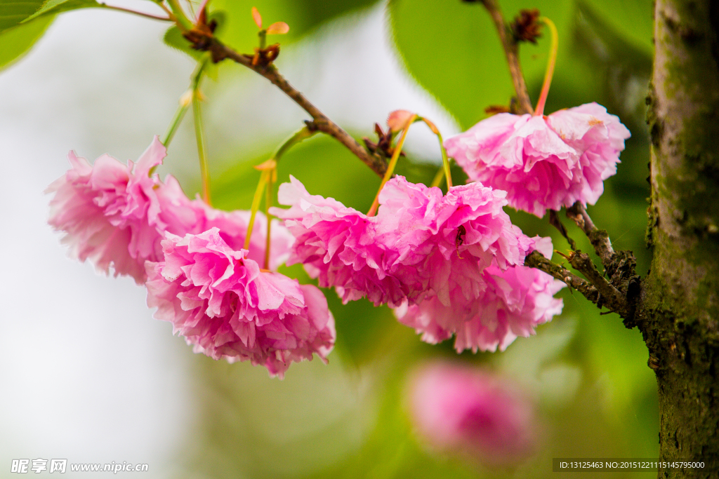 樱花