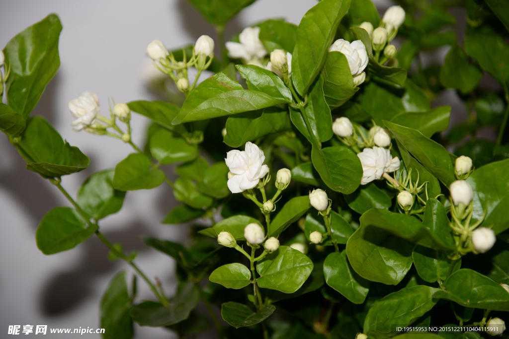 茉莉花