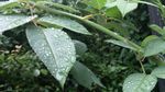 露水