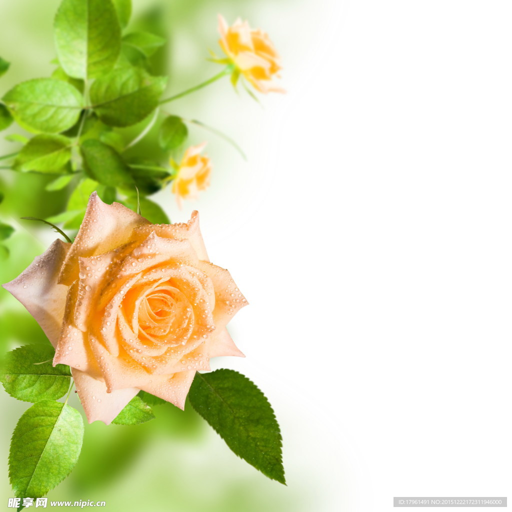 唯美玫瑰花