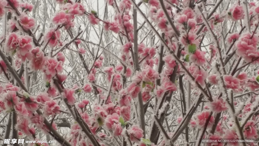 雪  梅花