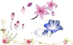 花藤 牵牛花