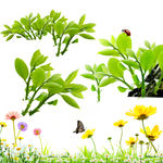 发芽树木 花草