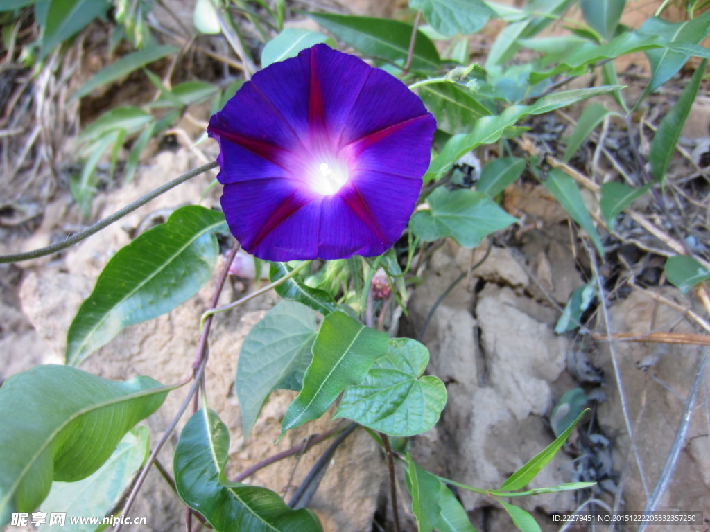 牵牛花