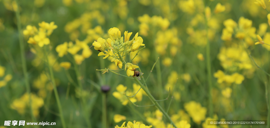 油菜花 蜜蜂