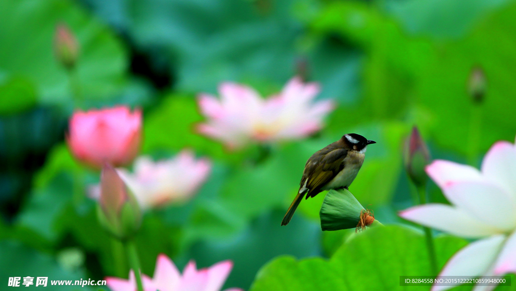 荷花小鸟