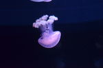 水母
