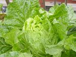 青绿色大包菜