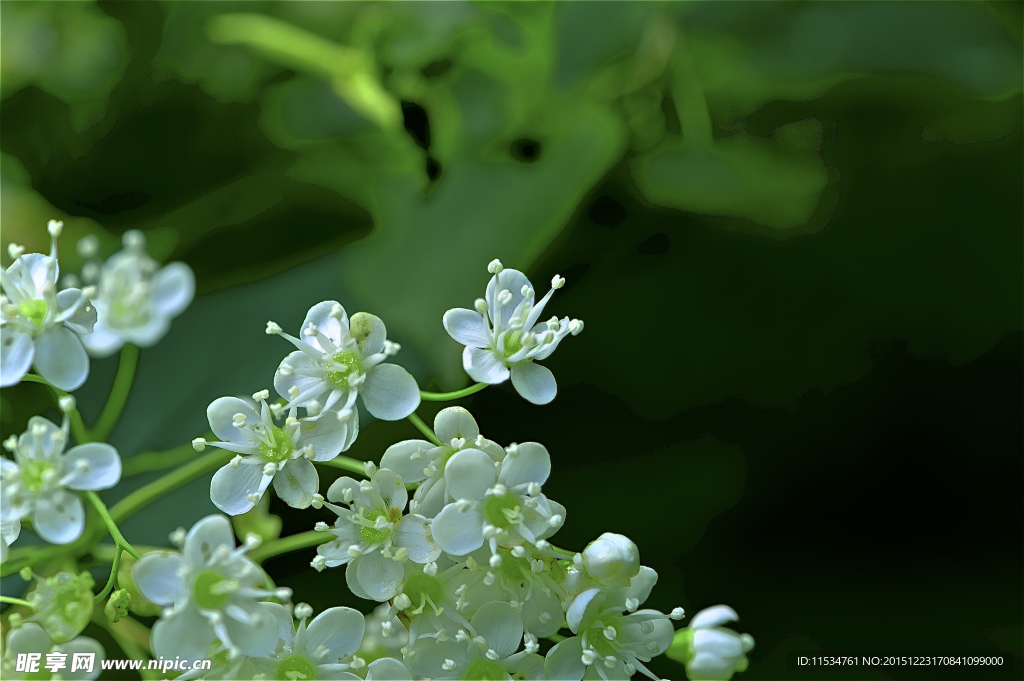 盛开的白花