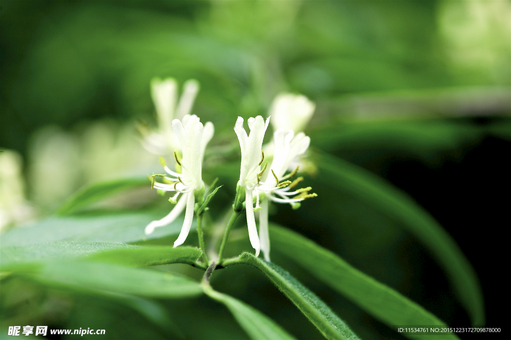 一对白花