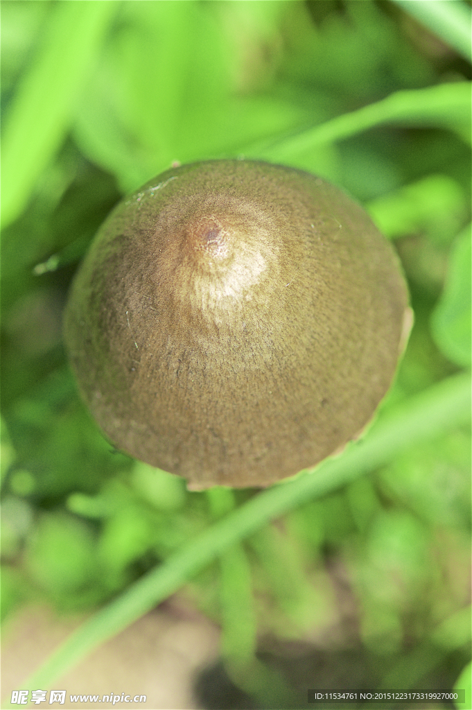 蘑菇伞