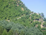 青山绿树