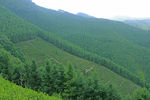森林茶山