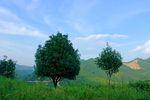 山上小树