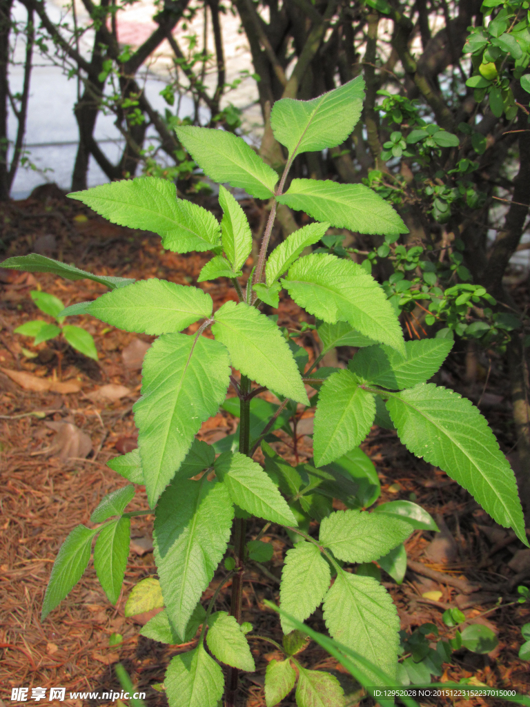 小棵植物