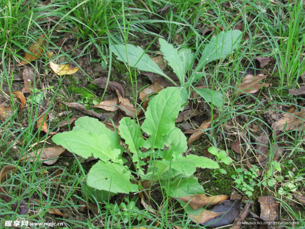 野菜