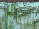 爬山虎
