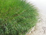 水草