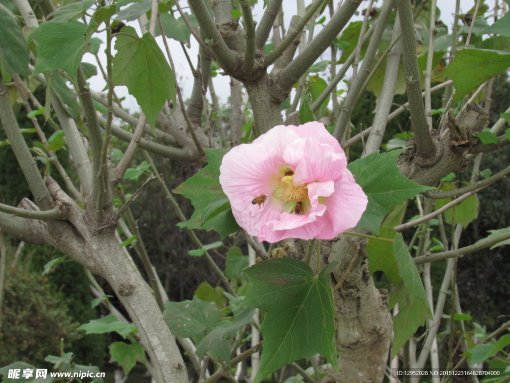 蜜蜂采花蜜