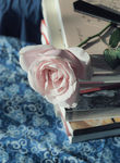 玫瑰花与书