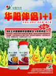 华阳伴侣彩页
