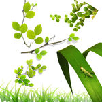 树枝 小草