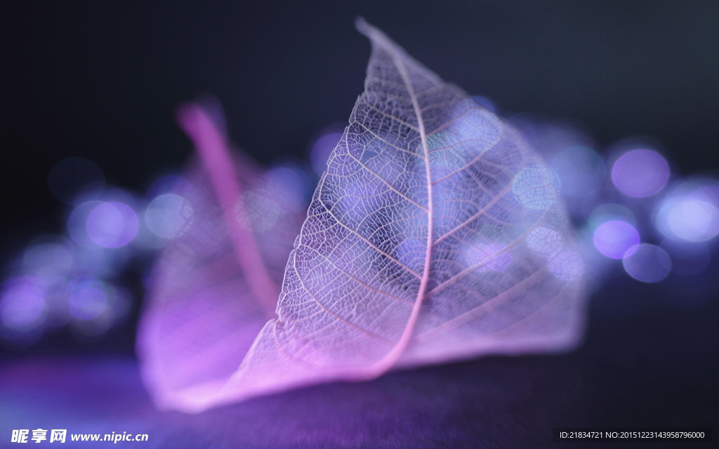 梦幻树叶