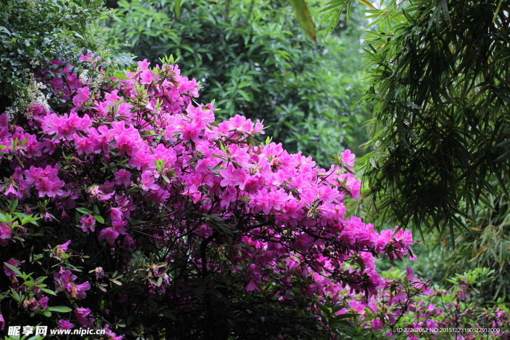 花卉