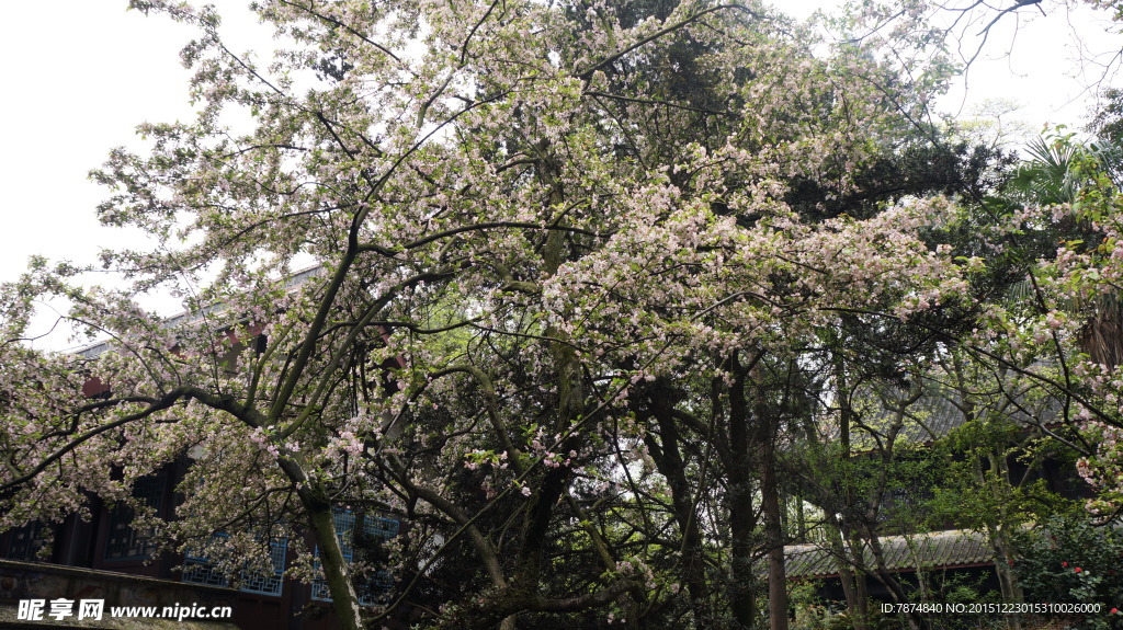 都江堰