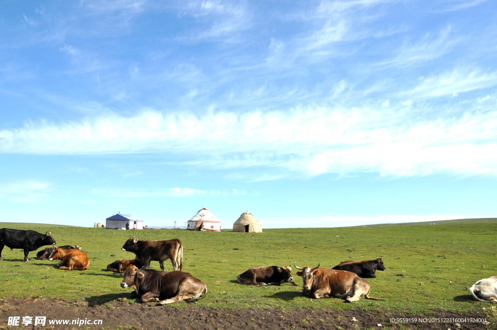 蓝天下的草原牛群