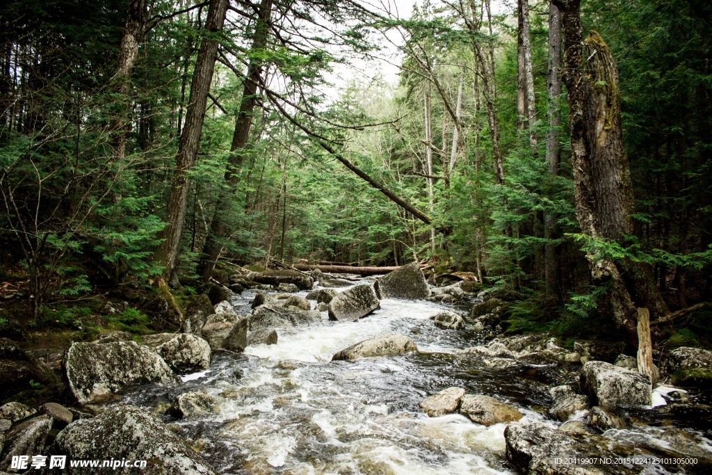 森林溪流