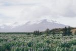 雪山下的花草