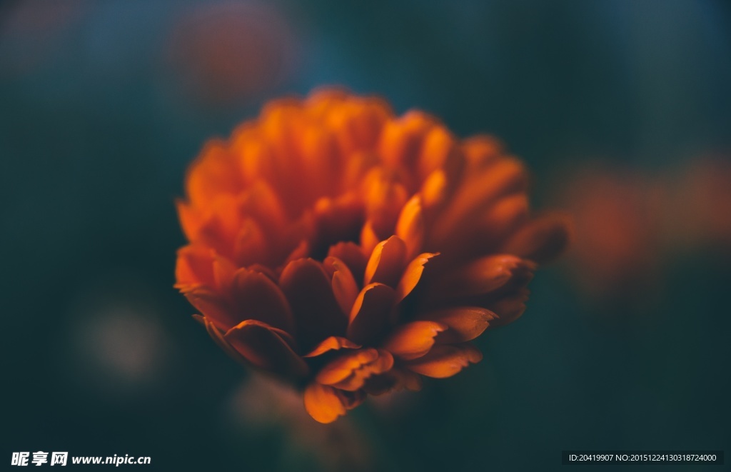 一朵花