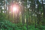 森林阳光