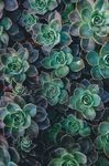 野生植物