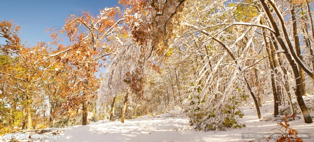 雪地树林