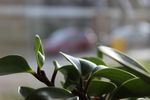 绿色植物