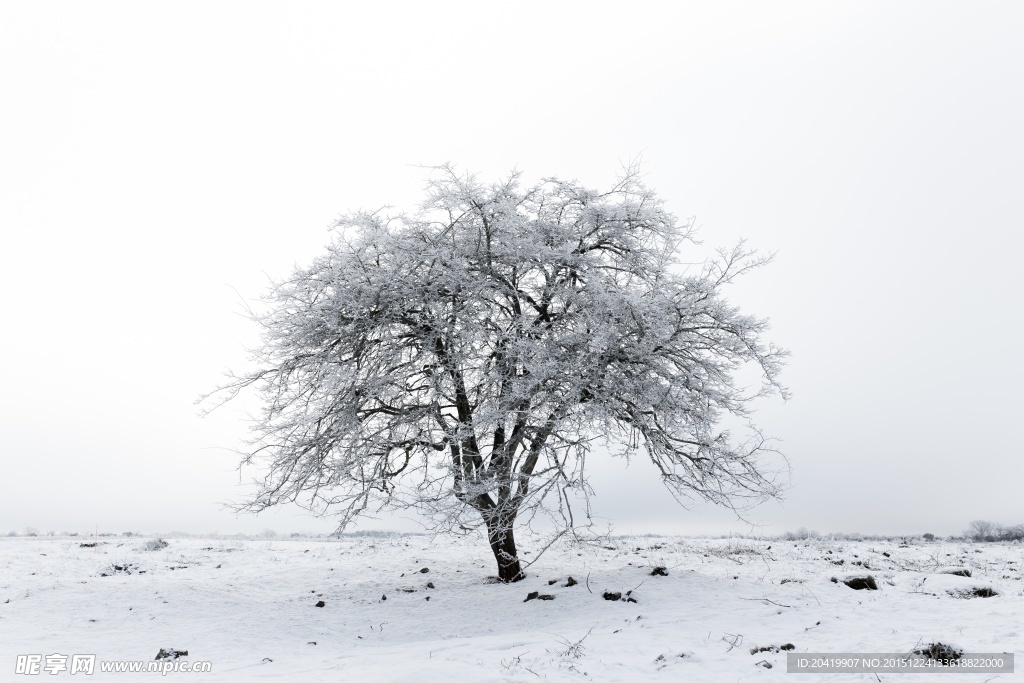 雪日枯树
