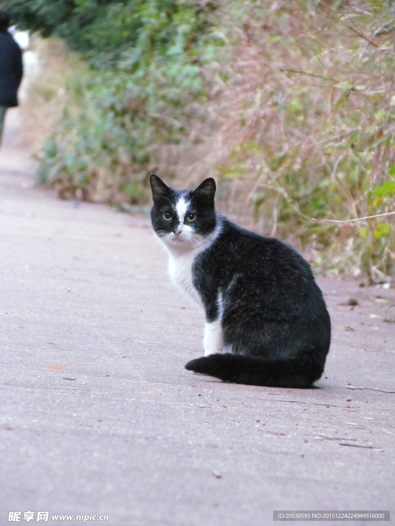 路上的猫