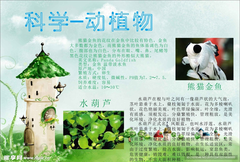 科学动植物手抄报