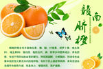 赣州脐橙广告宣传