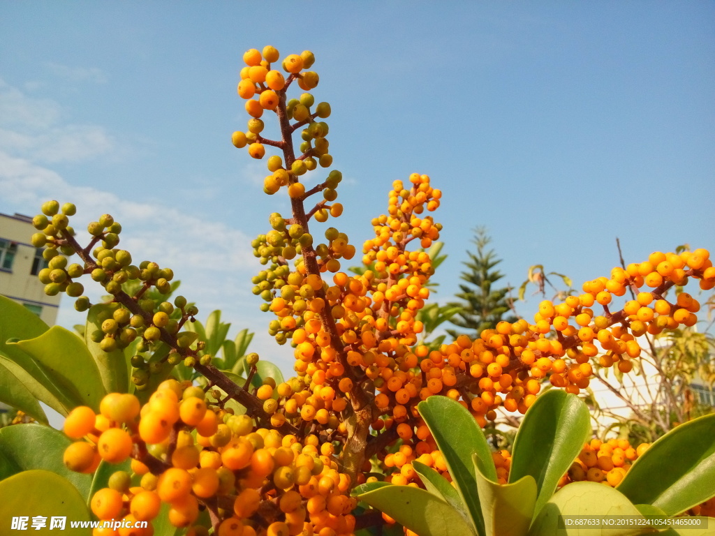 金黄色花蕊