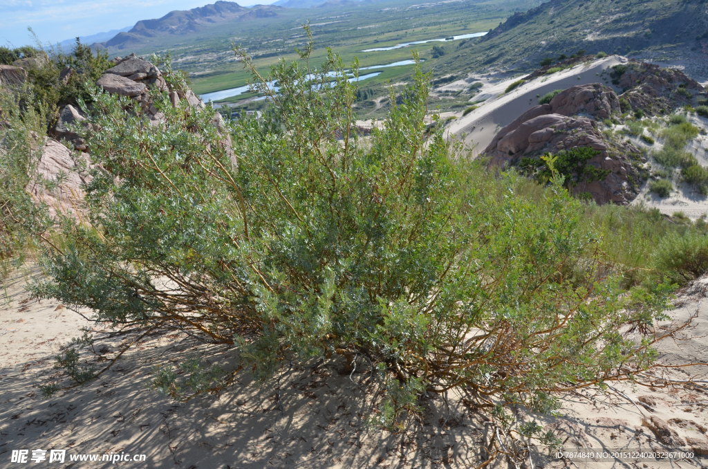 沙漠植被