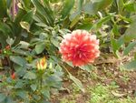 花坛角落