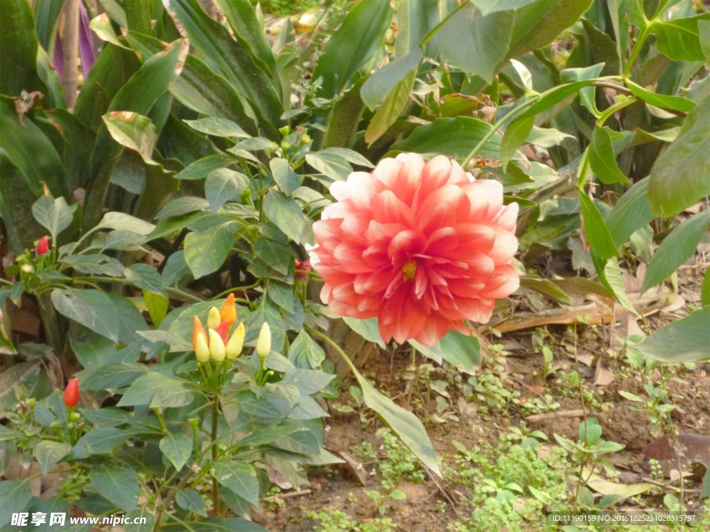 花坛角落