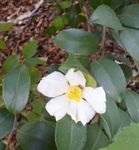 白色茶山花