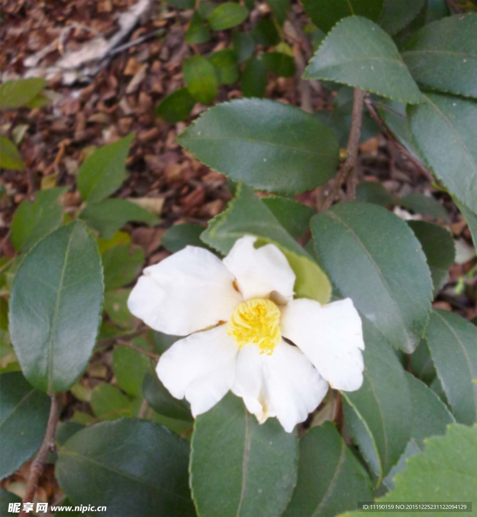 白色茶山花