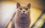可爱的猫