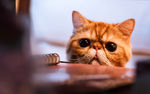 可爱的猫
