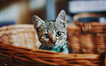 坐在竹篮的猫